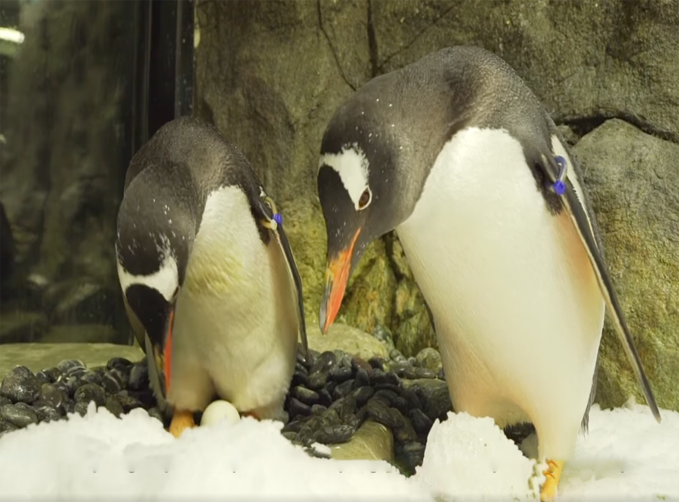 Same Sex Penguin Couple Celebrates Three Year Anniversary The Independent